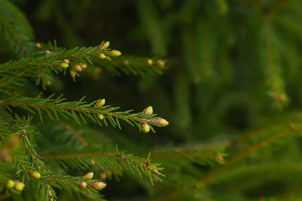 Ramas espinosas verdes de un árbol de piel o pino.Nuevos conos en el pino . — Foto de Stock