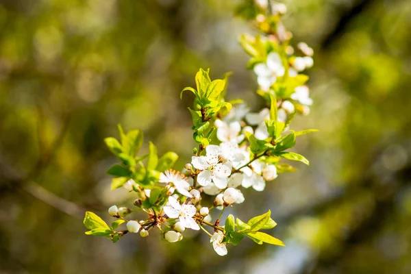 Körsbärsblommorna över suddig natur bakgrund vårblommor våren bakgrunden med bokeh trädgren med körsbär blommor över naturliga grön bakgrund — Stockfoto