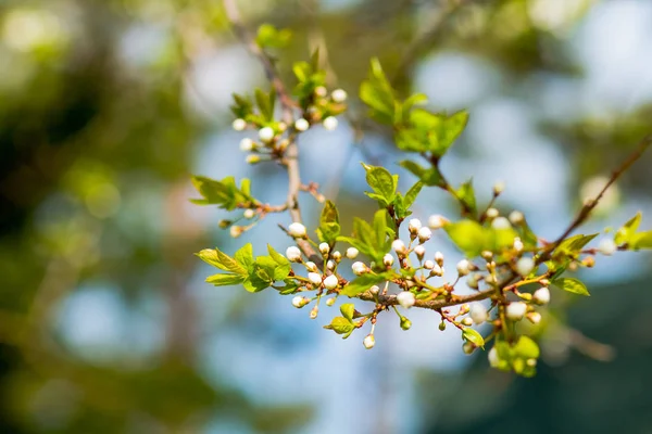Třešňové květy nad rozmazané přírodní pozadí jarní květiny na jaře pozadí s větev stromu bokeh s kytkami přírodní zelené pozadí — Stock fotografie