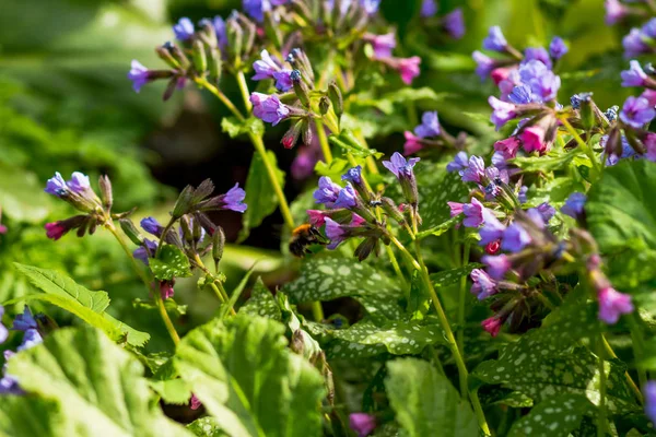 Warna-warni hutan musim semi flowers.Pink dan bunga biru lungwort bintik atau Suffolk lungwort Pulmonaria obskura di awal musim semi — Stok Foto