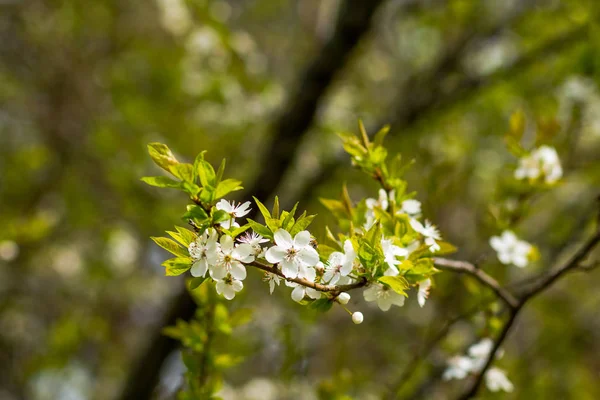 Třešňové květy nad rozmazané přírodní pozadí jarní květiny na jaře pozadí s větev stromu bokeh s kytkami přírodní zelené pozadí — Stock fotografie
