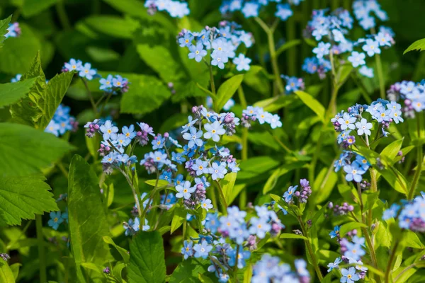 Lilla blå förgätmigej blommor på våren äng. Ängen växt bakgrund: blå små blommor - förgätmigej närbild och grönt gräs. Bright klasar av blå blommor — Stockfoto