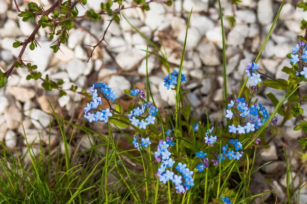 Λίγο μπλε ηελοχάρης λουλούδια στο λιβάδι την άνοιξη. Λιβάδι φυτό φόντο: μπλε μικρά λουλούδια - ηελοχάρης κοντινό και πράσινο γρασίδι. Bright τσαμπιά των μπλε λουλουδιών — Φωτογραφία Αρχείου