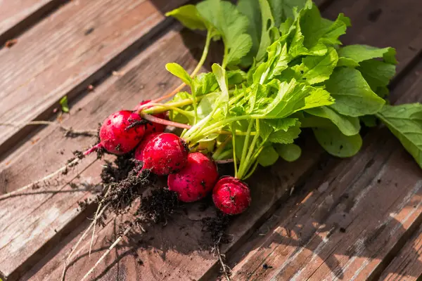 Radis rouge rond sur la planche, Bouquet de radis rond fraîchement récolté à la main, grand bouquet de légumes frais biologiques, raphanus sativus — Photo