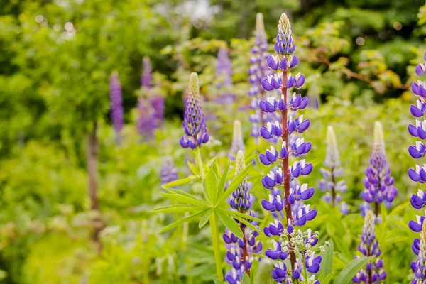 Lupinus, lupin, lupine field with pink purple and blue flowers. Bunch of lupines summer flower background. Blooming flowers Stock Picture