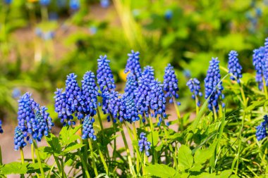 Muscari. Seçici odak. Bahar çiçekleri muscari - çiçek doğal kaynak arka plan ile çiçek açan bahar çiçek. güneşli günde flowerbed çiçeklenir. vahşi doğa