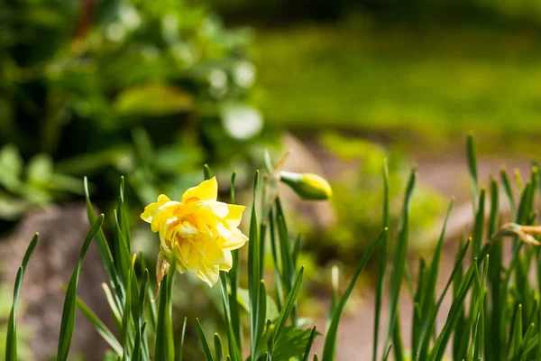 Início da Primavera Amarelo Daffodils.Floração narcisos. Flores de narciso amarelas florescentes. Flores da Primavera. Profundidade de campo rasa. Foco seletivo. A primavera está chegando — Fotografia de Stock