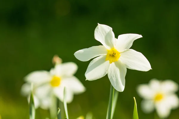 Piękny żonkile w blasku słońca w tle niebieski niebo wiosna. Kolorowe słodki przetargu romantyczny przestronne Artystyczny image.daffodil kwiaty, biały i żółty kwiaty kwitnące w ogrodzie wiosną — Zdjęcie stockowe