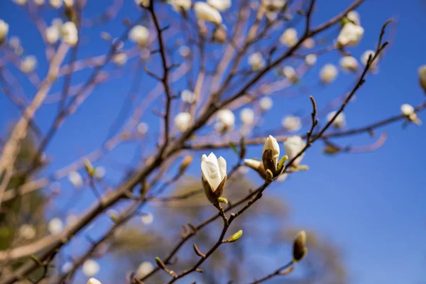 Färgstarka landskap av lila blommor i vårsäsongen. Fantastisk bakgrund med magnoliaträd. Vackra rosa magnolia kronblad på blå himmel bakgrund. Blommande gren av magnolior attraktiv blomma. — Stockfoto