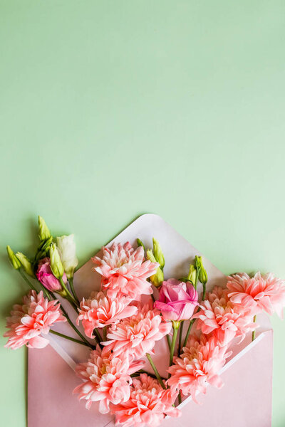 хризантема на зеленом фоне, цветочные композиции. Розовые хризантемы с конвертом на белом фоне. Плоский, вид сверху
.