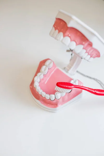 Escova de dentes e espaço de cópia da mandíbula. Você deve visitar o dentista para ter um tratamento de higiene completo e manter o sorriso branco saudável. Grandes dicas de higiene dentária. Fique saudável. Escova para manter o sorriso saudável.Verifique regularmente — Fotografia de Stock