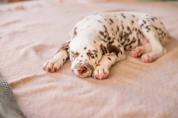 Dormindo na cama cachorrinho dálmata. Retrato bonito de cachorrinho dálmata 8 semanas de idade — Fotografia de Stock