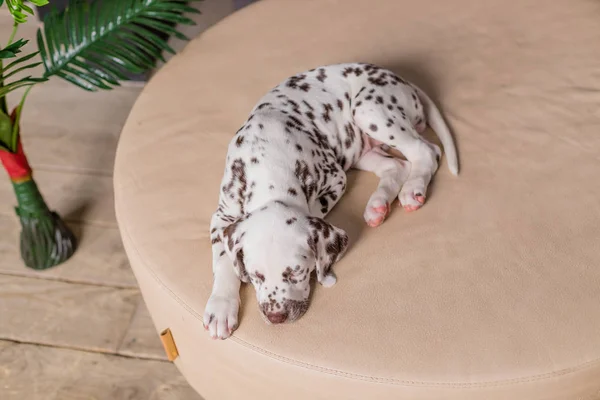 Sleeping dog at bed. Pet at home.Cute portrait of dalmatian puppy 8 weeks old. Small dalmatian Puppy. Copy space