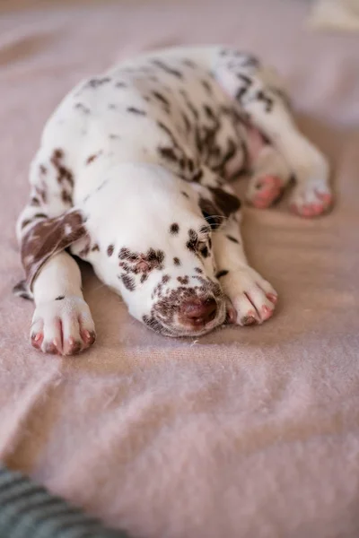 4 μηνών Δαλματίας κοιμάται. Ένα μικρό σκυλί κοιμάται στο σπίτι. Χαριτωμένο κουτάβι χαλαρωτικό στην μαλακή κουβέρτα — Φωτογραφία Αρχείου
