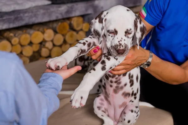 A small and clever puppy gives the paw to the boy. boy with his pet and boy holds dalmatian paw with a hand.give me five, dog — Stock Photo, Image