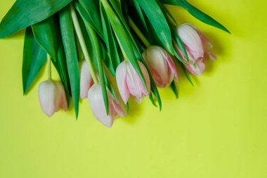 Sarı arka planda güzel beyaz ve Pembe lale çiçekler. Happy Easter kartı veya anneler günü tatili için bahar çiçekleri. Düz yatıyordu, üst görünüm. Boşluk Kopyala