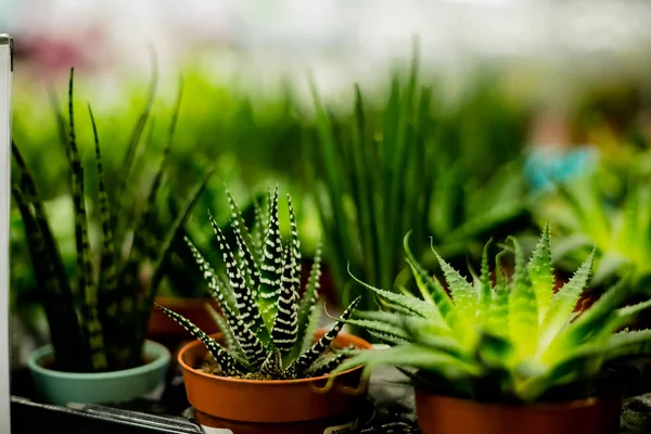 Berbagai kaktus dan tanaman yang lezat dalam pot yang berbeda menutup. Dekorasi ruangan modern. Koleksi tanaman rumah kaktus . — Stok Foto