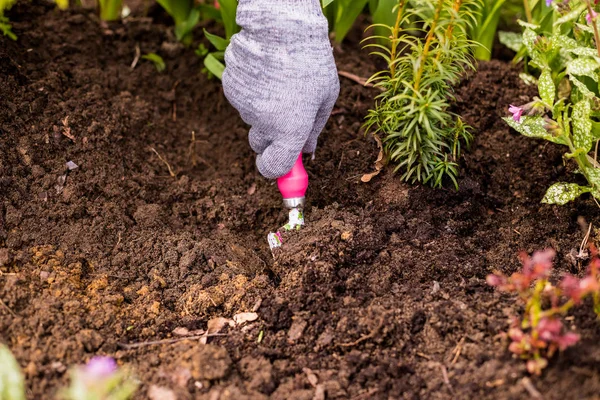 Lavorazione e cura del terreno in giardino. Il giardiniere coltiva la terra intorno al cespuglio verde, la piantina di semenzaio. Allentamento del terreno con rastrelli da giardino. piccola zappa da giardino . — Foto Stock