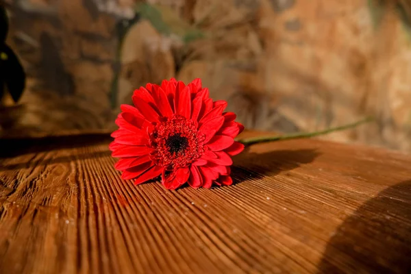 Rote Gerberblüte aus nächster Nähe auf hellem Holzgrund. Kopie space.gerbera Blume unter der Sonne. schöne einzelne blühende Gerbera. Gänseblümchen ist Blume der Familie der Asteraceae. — Stockfoto