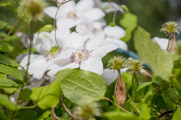Na křovinách s fialovým pruhem uprostřed petalu na rozostřivém pozadí zahrady kvetla jemná bílá klematická květina. kvetoucí plaménkem Bushe — Stock fotografie