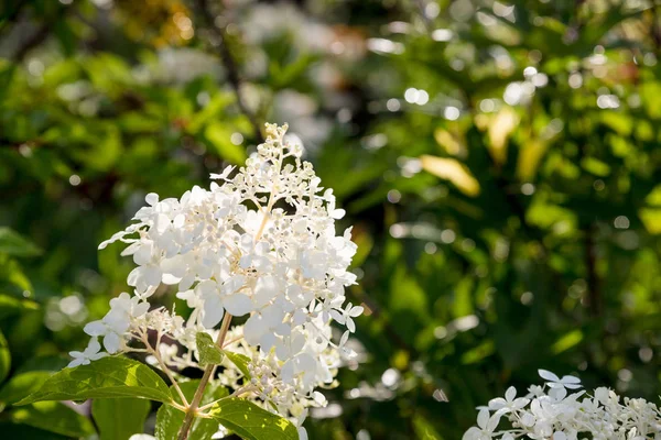 Çiçek açan beyaz Annabelle Hydrangea arborescens ,genellikle pürüzsüz ortanca, yabani ortanca veya sevenbark olarak bilinir. Gün batımında beyaz çiçeklerile dekoratif çalı. — Stok fotoğraf