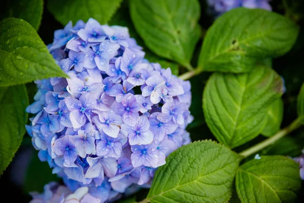 Голубая гирея в цветущем саду Это родное растение в Южной Азии.Флористика, садоводство, цветочная тема . — стоковое фото