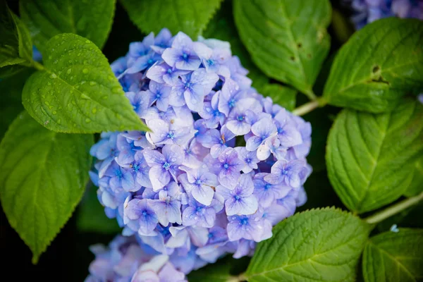 Japanska blå Hortensia. Hydrangea Blue i blommande trädgård som är en infödd anläggning i södra Asien. blomsterodling, Trädgårdsskötsel, floristik tema. — Stockfoto