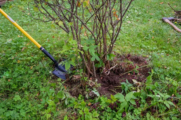 Kopanie się stary krzew porzeczki z łopatą ogrodowa w ogrodzie letnim. działa w ogrodzie, człowiek wykopuje łopatę otwór w ziemi do lądowania na drzewie. Człowiek sadzenia drzewa w otworze. — Zdjęcie stockowe