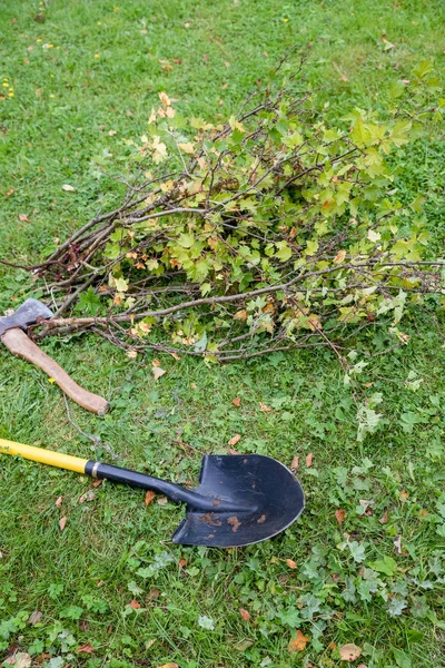 Kopanie się stary krzew porzeczki z łopatą ogrodowa w ogrodzie letnim. działa w ogrodzie, człowiek wykopuje łopatę otwór w ziemi do lądowania na drzewie. Człowiek sadzenia drzewa w otworze. — Zdjęcie stockowe