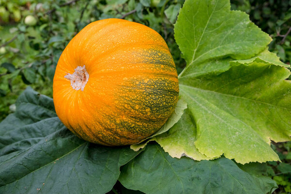 Ripe orange pumpkin lies on a vegetable garden in a natural environment. Pumpkin in rural scene. Fresh, ripe, pumpkins growing in field. Home-grown autumn pumpkin in a family garden on the vine