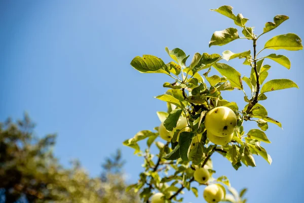 Manzanas verdes en una rama lista para ser cosechada, jardín, enfoque selectivo. rama de manzano con hojas. Cosecha, fruta madura, otoño concept.Variedades de manzanas, Abuela Smith, Dorado delicioso — Foto de Stock