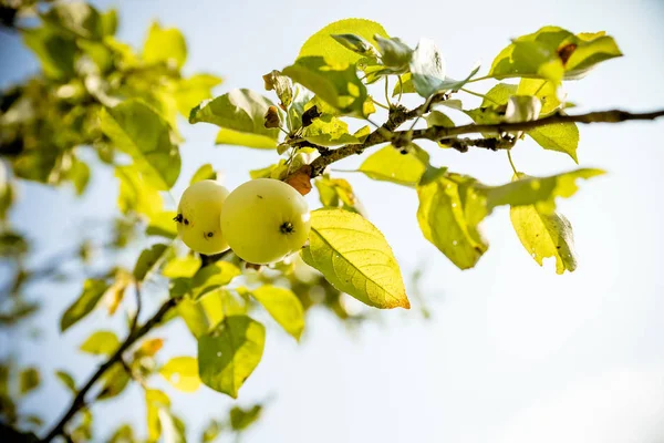 Manzanas verdes en una rama lista para ser cosechada, jardín, enfoque selectivo. rama de manzano con hojas. Cosecha, fruta madura, otoño concept.Variedades de manzanas, Abuela Smith, Dorado delicioso — Foto de Stock