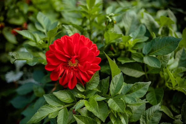 beautiful dahlia flower in the garden, dahlias pomponous red. red flower in the garden in autumn the Light of the Morning Sun. View to blooming Dahlia Flowers in the Summertime.