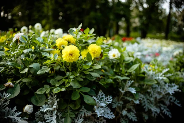 A beautiful bright yellow Dahlia called Mystic Illusion is contrasted against green leaves with copy space.Floral background.Ball Dahlia on a sunny Day.flower blooming in the garden. — Stock Photo, Image