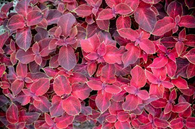 Kırmızı sonbahar yaprakları duvarda, arka plan.makro da rustik kırmızı coleus. İnanılmaz kırmızı yapraklar. Boyalı ısırgan, dekoratif alacalı yaprakları arka plan. Coleus bitkisinin kırmızı ve yeşil yaprakları