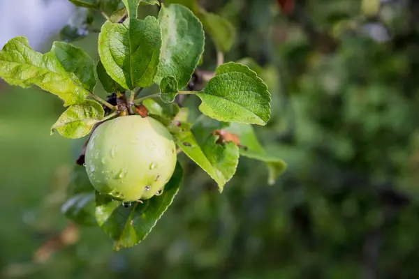 Las manzanas verdes sobre la rama, listas para ser cosechadas.La manzana madura sabrosa sobre el árbol en el día soleado veraniego. Recoger su propia granja de frutas con frutos maduros árbol. Nutrición orgánica deliciosa y saludable. Alimento sano de desintoxicación — Foto de Stock