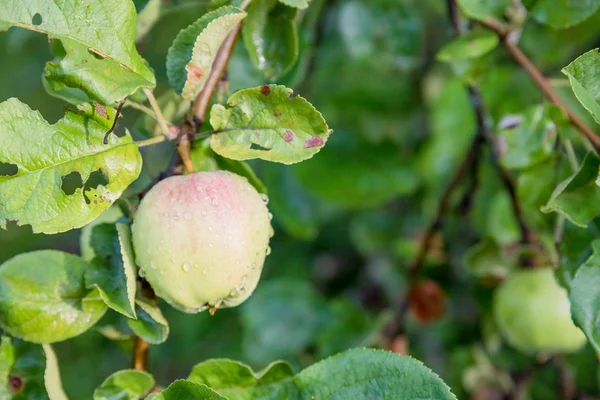 Mele verdi su un ramo pronto per essere mietuto.Maturare mela gustosa su albero nella soleggiata giornata estiva. Raccolga Lei la propria fattoria di frutto con albero maturano frutta. Nutrizione biologica deliziosa e sana. Alimenti disintossicanti sani — Foto Stock