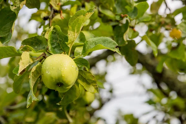 Las manzanas verdes sobre la rama, listas para ser cosechadas.La manzana madura sabrosa sobre el árbol en el día soleado veraniego. Recoger su propia granja de frutas con frutos maduros árbol. Nutrición orgánica deliciosa y saludable. Alimento sano de desintoxicación — Foto de Stock