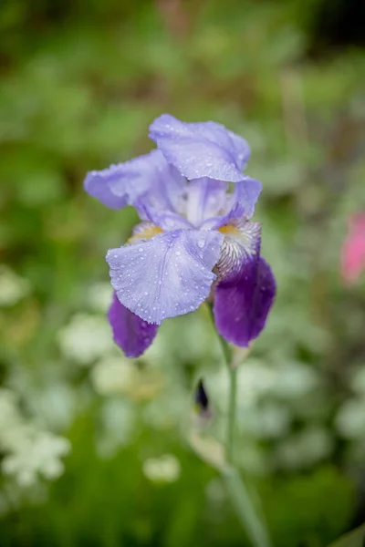 Violett Iris över grön äng ljus bakgrund. blommande våriris blomma i vår trädgården. Lila våriris blomma under solljus. Fokus på Iris Flower — Stockfoto