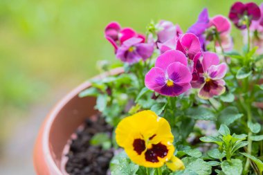 bahçede açan rengarenk çiçekler.beyaz sarı ve mor pansy çiçekler. Çiçek tarhında karışık pansies. güzel mor sarı kalpkolaylığı. Kopyalama alanı