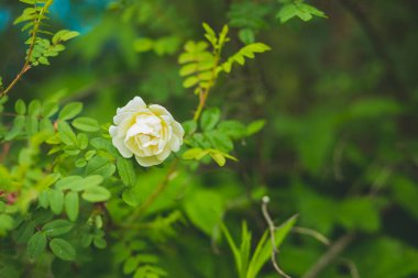 Bulanık doğa arka planda beyaz çiçek ile yabani gül Sprig. Scotch Rose bush. Rosa pimpinellifolia çiçeği. Tonlu görüntü. Kopya alanı. Beyaz vahşi ihale bahçede çalı güller