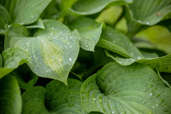 Tropiskt koncept, grön bakgrund. Plantera värd efter regnet, droppar vatten på stora blad. Selektivt fokus. Ekologiska konceptet. Gröna blad konsistens. Regnigt väder — Stockfoto