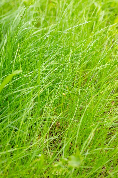 Świeża zielona trawa z rosy. Naturalne zielone ziołowe tło. Sezon wiosenny. Letnia natura. Abstrakcyjny wzór kropli wody na zielonej trawie. Koncepcja ekologii. — Zdjęcie stockowe