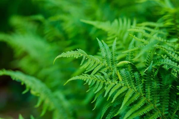 Fondo de helecho verde.hojas follaje planta arbusto floral pattern.natural fondo, follaje verde.tarjeta de publicidad o invitación. Concepto de naturaleza. Hoja de helecho en el bosque. Verano poster.Green arbusto fresco — Foto de Stock