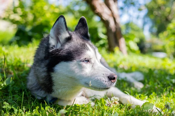 Portrét roztomilým sibiřského huchu, ležícího na zelené trávě. Huský pes se v noci uklidňuje v zeleném poli trávy. Sibiřský charakter na pozadí přírody. pes ležící na zemi v parku. — Stock fotografie