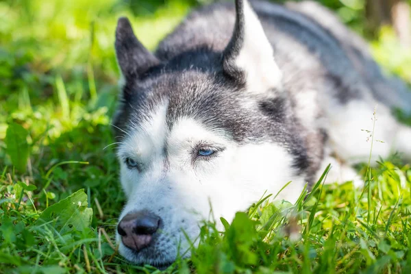 Portrét roztomilým sibiřského huchu, ležícího na zelené trávě. Huský pes se v noci uklidňuje v zeleném poli trávy. Sibiřský charakter na pozadí přírody. pes ležící na zemi v parku. — Stock fotografie