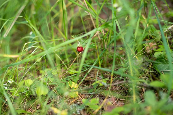 Donkerrode BES van rijpe aardbeien in een bos glade. Groeiende organische wilde aardbei op struik in bos. Rijpe tak van wilde aardbei op struik. Aardbei plantage. — Stockfoto