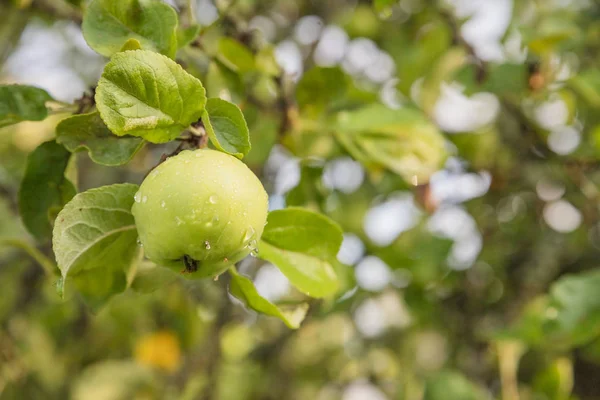 Mele verdi mature biologiche che crescono su alberi pronti per essere raccolti. Frutteto nella soleggiata giornata estiva.ramo di melo con foglie verdi illuminate dal sole estivo su sfondo sfocato. Agricoltura — Foto Stock