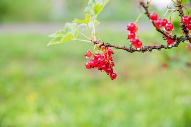 Kırmızı frenk üzümü Bahçe, meyve, hasat, yaz, bitki bir Bush üzerinde büyür. Bir grup kırmızı frenk üzümü. Doğa konsepti. Bahçede taze çilek. olgun sulu çilek. Lezzetli yaz meyvesi. Boşluk Kopyala