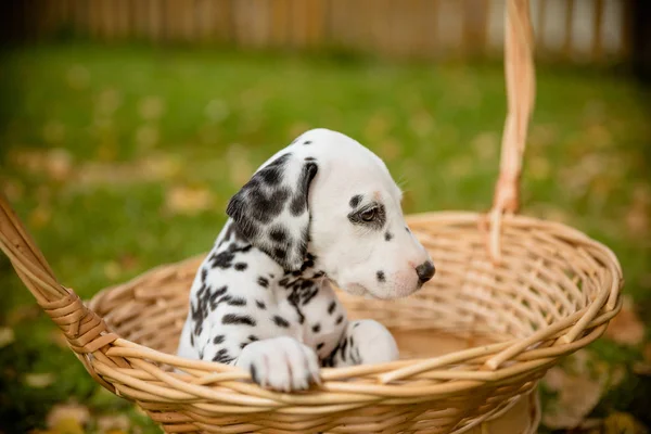 Urocza dalmatyńska pies na świeżym powietrzu latem, jesienią. Dalmatyńczyk, uroczy mały szczeniak w koszyku. Ładny mały pies domowy dobry przyjaciel dla rodziny i dzieci. Przyjazna i zabawna rasa psów — Zdjęcie stockowe
